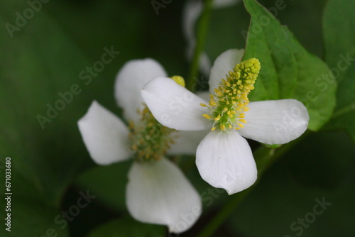 Houttuynia cordata (Eoseongcho,chameleon plant) blooming 