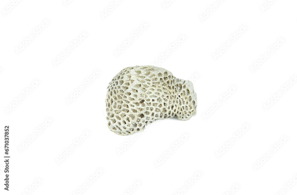 white coral fossil on a white background white coral fossil on a white background