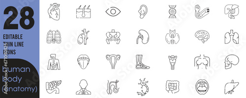 Set of 28 outline icons related to human body, anatomy. Linear icon collection. Editable design. Vector illustration
