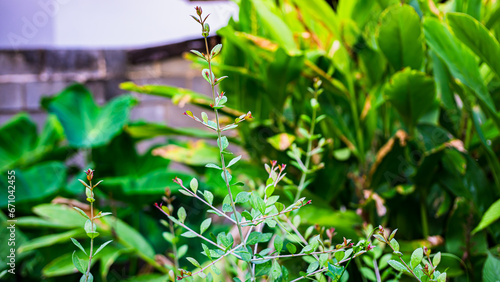 Leaf and stem characteristics, herbaceous plant, Lawsonia inermis, Lythraceae, close-up photo photo