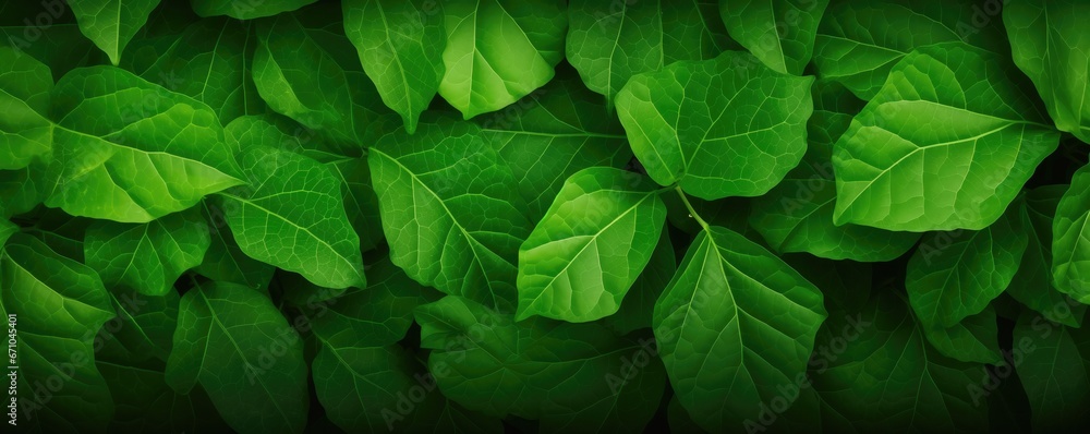 Close Up Of Green Leaf Texture For Ecofriendly Concept Close Up Of Green Leaf Texture For Ecofriendly Concept