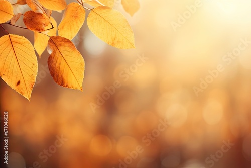Beautiful colorful autumn natural background