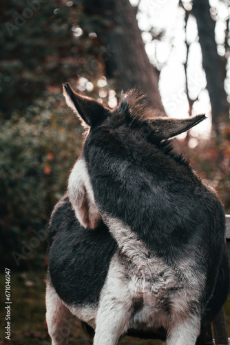 Esel kratzt sich © Jonas Wakewood