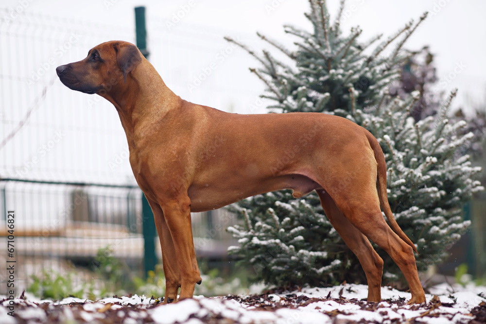 Obedient Rhodesian Ridgeback dog posing outdoors standing on a mulch near a pine tree with a first snow in autumn