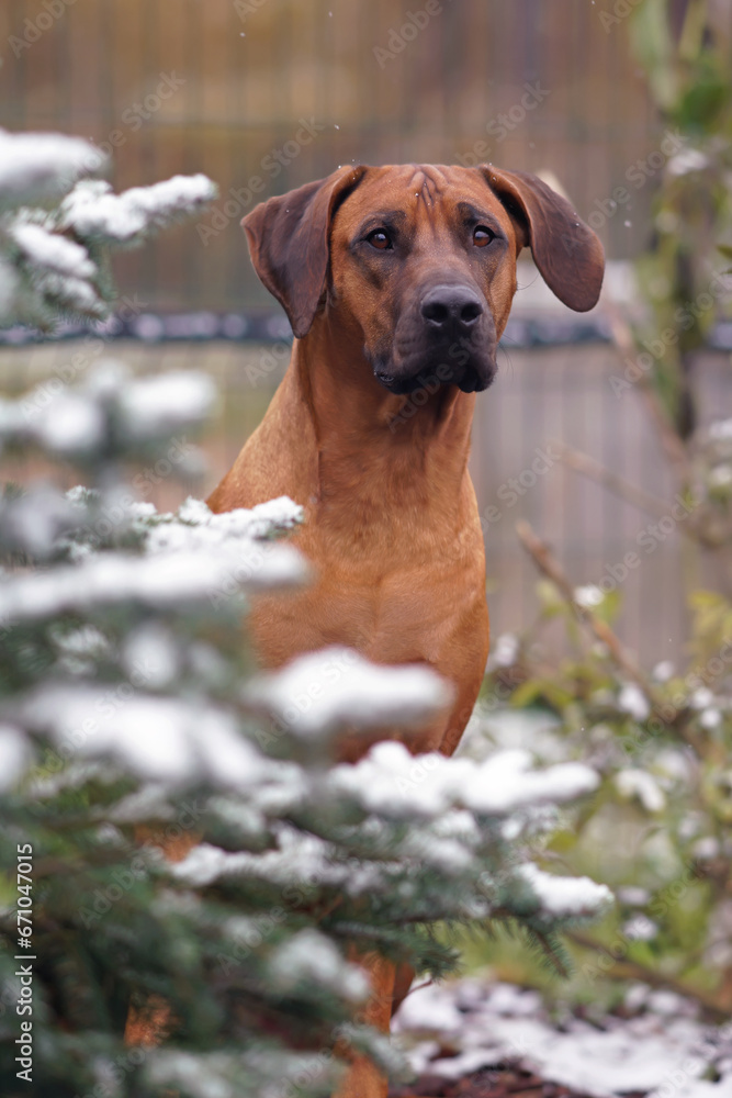 The portrait of a cute Rhodesian Ridgeback dog posing outdoors sitting behind a pine tree with a first snow in autumn The portrait of a cute Rhodesian Ridgeback dog posing outdoors sitting behind a pine tree with a first snow in autumn