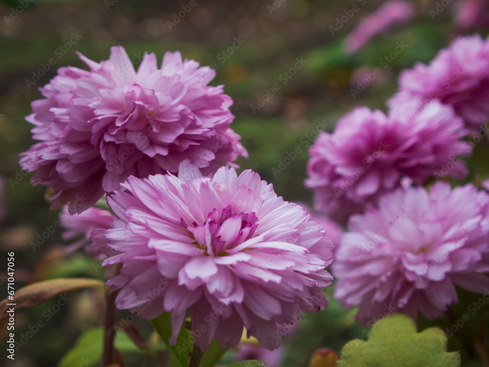 close-up photo of pink chrysanthemum flowers close-up photo of pink chrysanthemum flowers