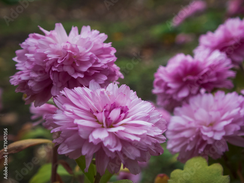 close-up photo of pink chrysanthemum flowers