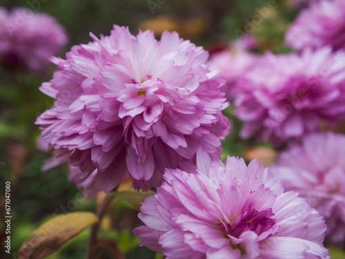 close-up photo of pink chrysanthemum flowers