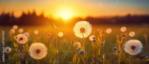 Fluffy dandelions glow in the rays of sunlight