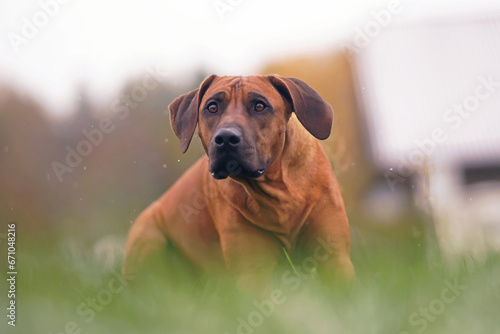 The portrait of a surprised Rhodesian Ridgeback dog posing outdoors lying down on a green grass while snowing in autumn