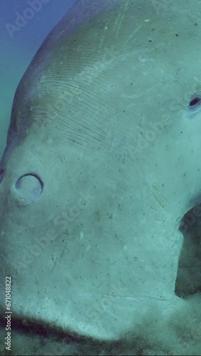 Vertical video, Slow motion, Close uup of face Sea Cow or Dugong (Dugong dugon) on seabed eating green Smooth ribbon seagrass (Cymodoce rotundata) on seagrass meadow raising clouds of silt around photo