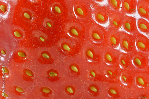 The garden strawberry is a widely grown hybrid species of the genus Fragaria, collectively known as the strawberries.