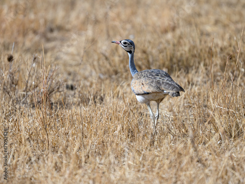 white-bellied bustard eupodotis senegalensis hunting for insects on the plains of northern tanzania photo