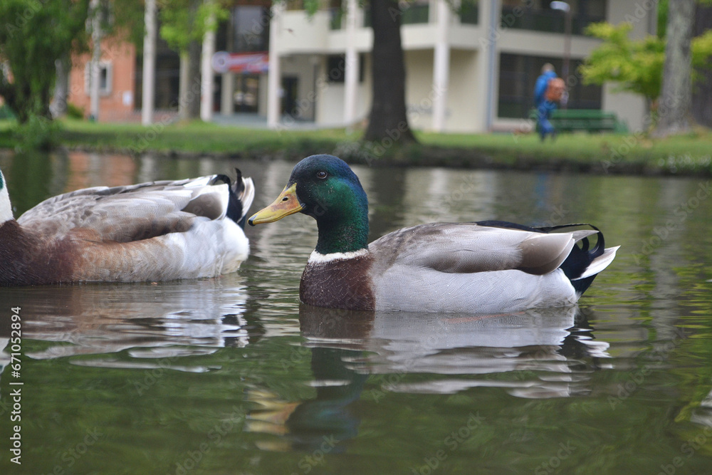 Obraz premium ducks swimming in a lagoon in spring
