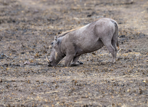 Common Warthog feeding in the great plains of Serengeti ,Tanzania, Africa photo