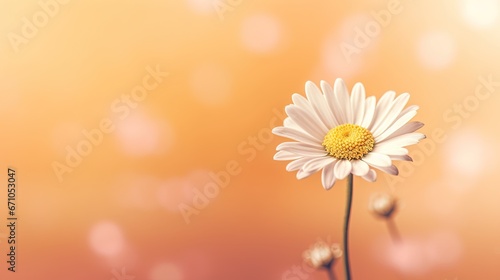  a single white flower with a yellow center on a pink background. generative ai