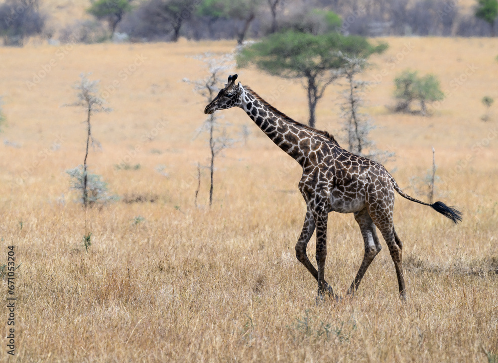 Obraz premium Masai Giraffe in the great plains of Serengeti ,Tanzania, Africa
