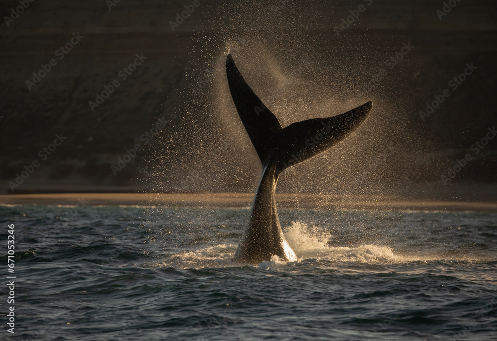 Fototapeta premium Cola de Ballena