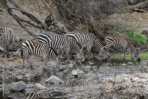 Plain Zebras with reflection drinking water in the great plains of Serengeti  Tanzania  Africa