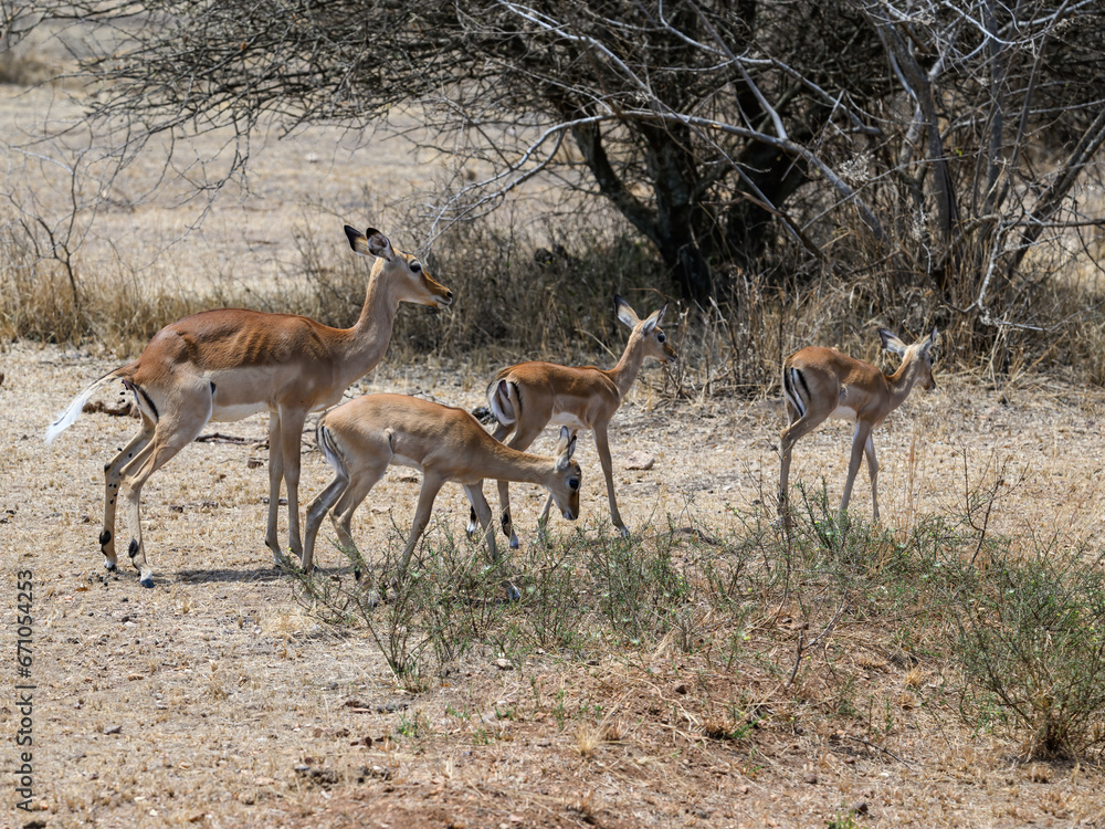 Fototapeta premium Impala mother and her calves in the great plains of Serengeti ,Tanzania, Africa