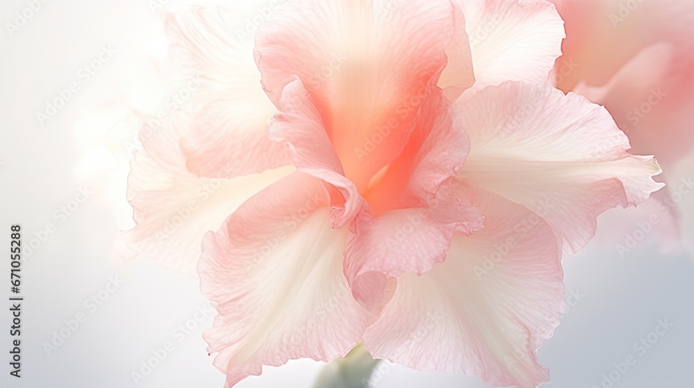  a pink and white flower with a blurry back ground.  generative ai