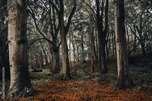 Pilz im Wald