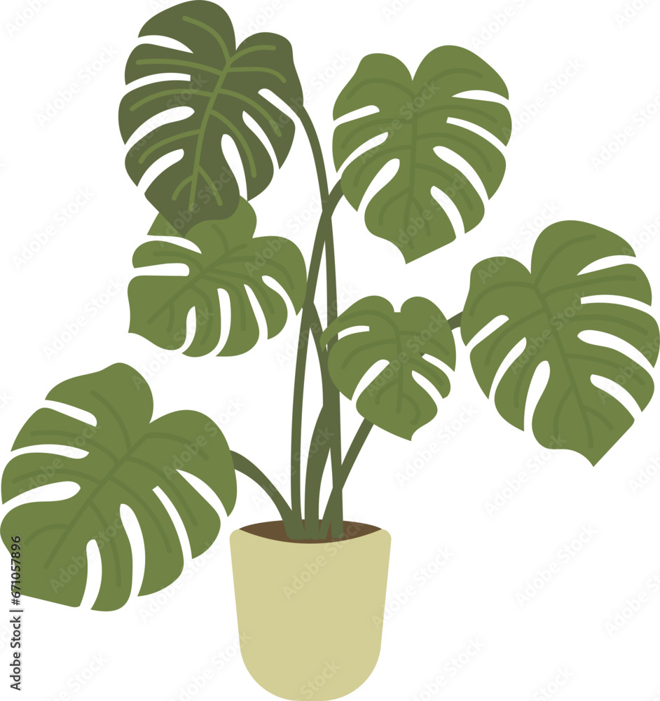 Monstera deliciosa tropical plant illustration