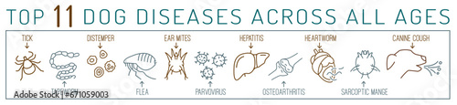 Common canine diseases. Informative infographics. Vector illustration