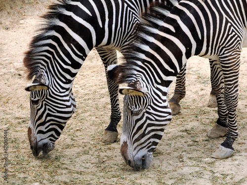 Closeup of two Grevy zebras or imperial zebra  Equus grevyi  eating on ground