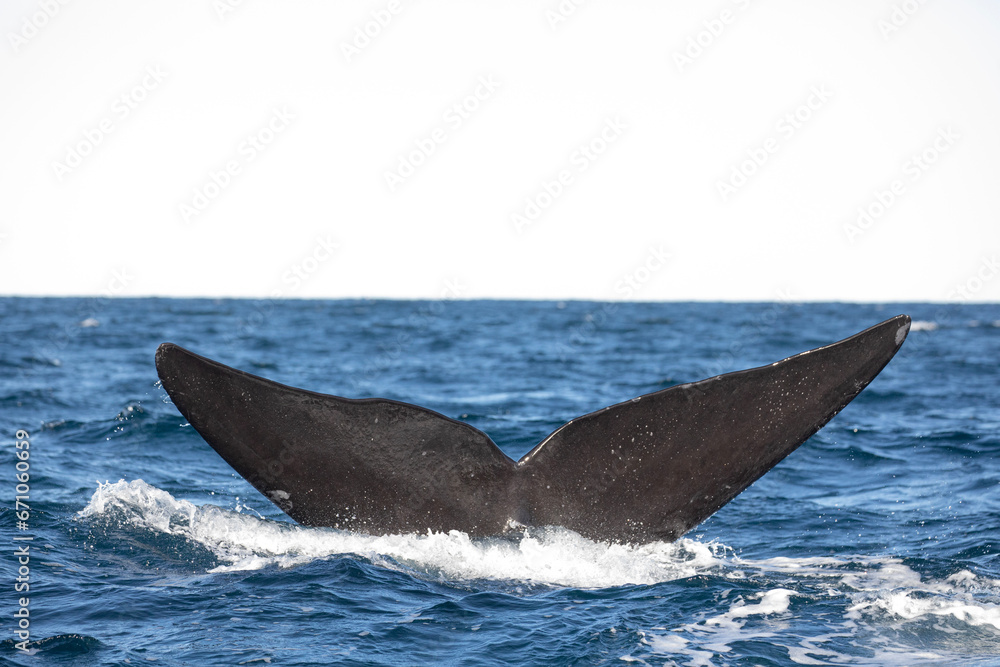 Fototapeta premium Cola de Ballena