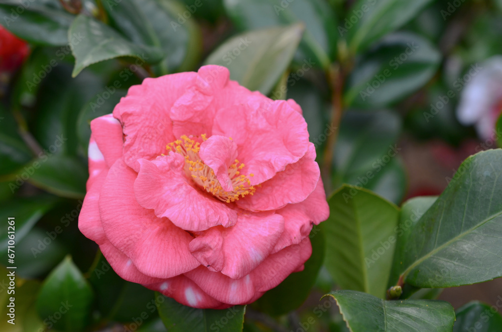 a Japanese camellia Flower, Red, Pink and White Color a Japanese camellia Flower, Red, Pink and White Color