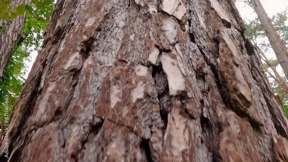 View of the Rough Bark of a Pine Tree from the Forest Floor to the Tree's Skyward-Reaching Branches View of the Rough Bark of a Pine Tree from the Forest Floor to the Tree's Skyward-Reaching Branches