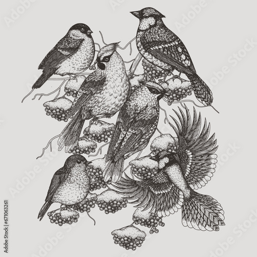 Vector illustration of 6 winter birds on a rowan branch. Waxwing, robin, bullfinch and blue jay in engraving style