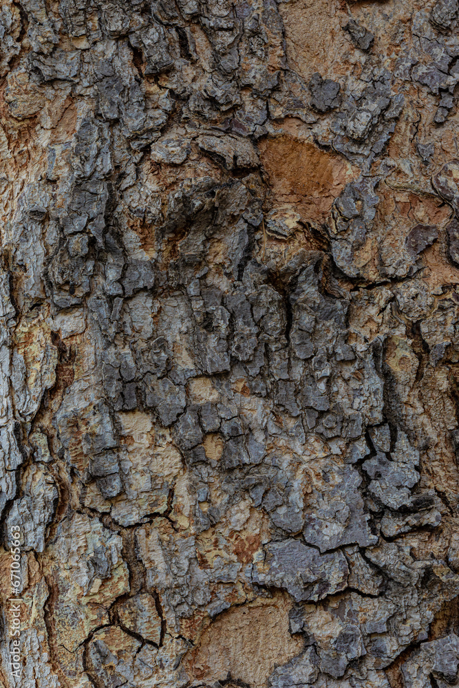 bark of a tree bark of a tree