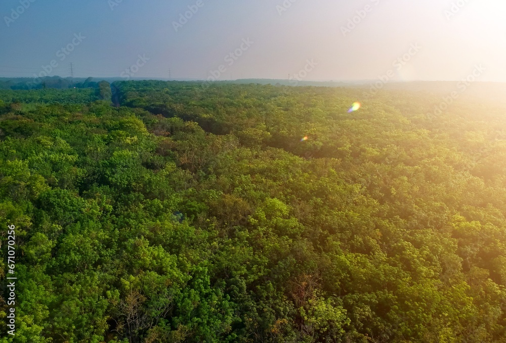 Obraz premium Drone view of tropical green forest in asia. Aerial view of rubber plantation 