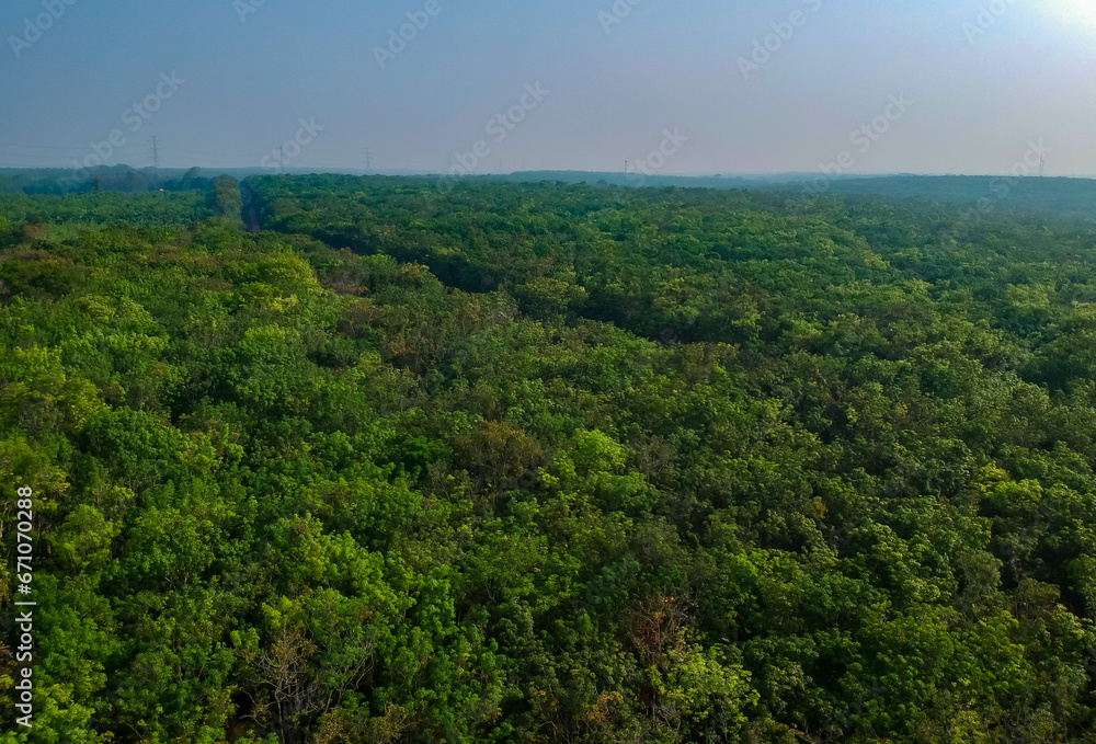 Drone view of tropical green forest in asia. Aerial view of rubber plantation 