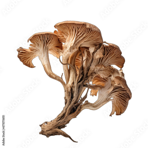 Dried Trumpet of the dead mushroom isolated