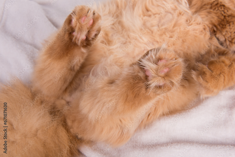 Persian Exotic Longhair cat Persian Exotic Longhair cat