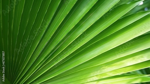  a close up view of a green palm tree leaf in the sunlight.  generative ai