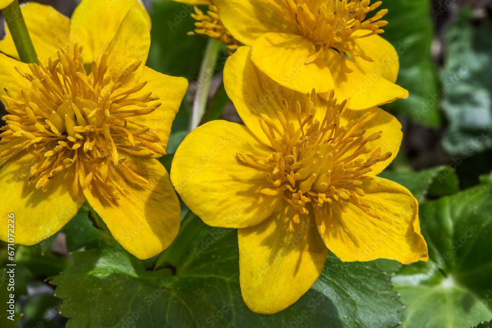 Marsh marigold