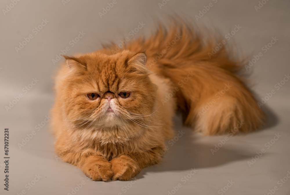 Persian Exotic Longhair cat