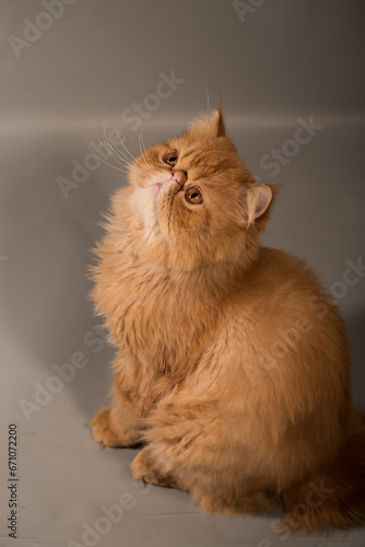 Persian Exotic Longhair cat