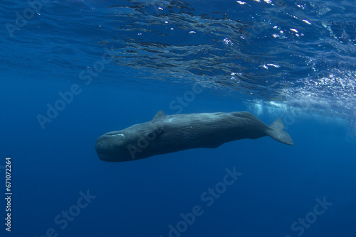 Sperm whale near the surface. Whales in Indian ocean. The biggest toothed whale on the planet. Marine life in ocean.  © prochym