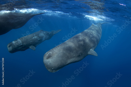 Sperm whale near the surface. Whales in Indian ocean. The biggest toothed whale on the planet. Marine life in ocean.  © prochym