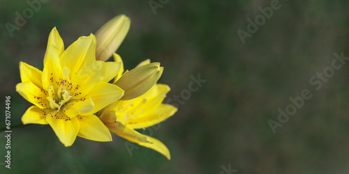 Beautiful lily flower in spring garden. Yellow Lily on on natural background with place for text. Yellow asiatic hybrid lilies. Gardening concept. Flowers greeting card. 