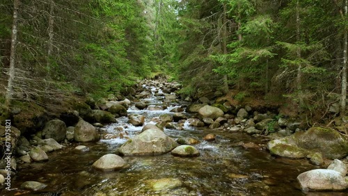 Slow motion footage: moving smoothly along the forest river in the Pirin mountains. Stones pop out of the riverbed, tall firs adorn the path.