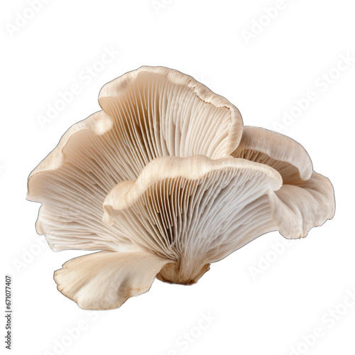 Dried Oyster mushroom isolated