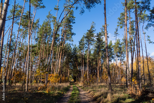 Słoneczny jesienny dzień z kolorowymi dzewami, Podlasie, Polska