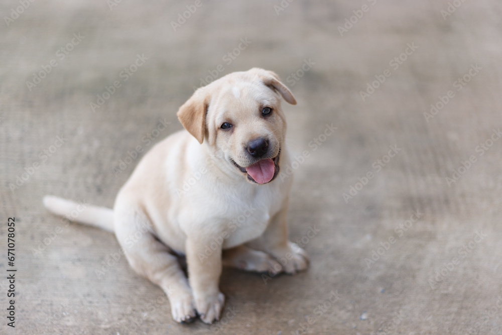Labrador Retriever puppy sitting on the ground tongue out Labrador Retriever puppy sitting on the ground tongue out