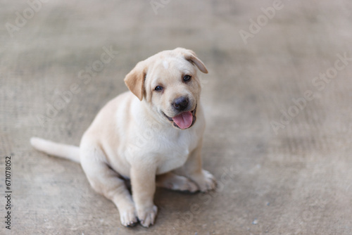 Labrador Retriever puppy sitting on the ground tongue out